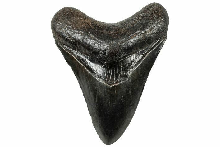 Serrated, Fossil Megalodon Tooth - South Carolina #310068